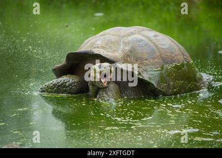 Westliche Santa Cruz Riesenschildkröte (Chelonoidis porteri) im Wasser, mit offenem Mund, Highlands, Santa Cruz Island, Galapagos Stockfoto