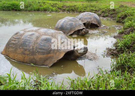 Westliche Santa Cruz Riesenschildkröte (Chelonoidis porteri), kühlt sich im Wasser ab, Highlands, Santa Cruz Island, Galapagos Stockfoto