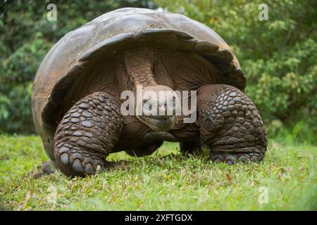 Westliche Santa Cruz Riesenschildkröte (Chelonoidis porteri), El Chato II, Highlands, Santa Cruz Island, Galapagos Stockfoto