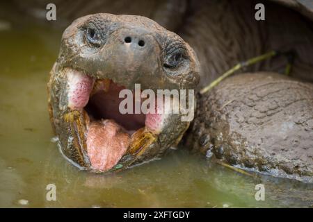 Westliche Santa Cruz Riesenschildkröte (Chelonoidis porteri) mit offenem Mund im Wasser, Highlands, Santa Cruz Island, Galapagos Stockfoto