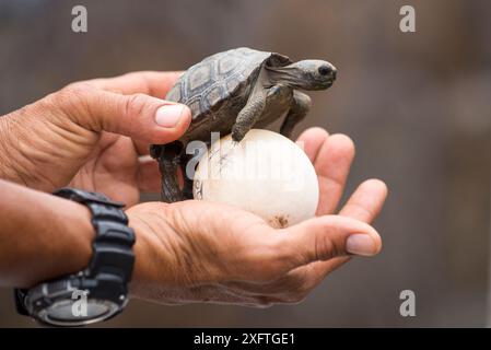 Westliche Santa Cruz Riesenschildkröte (Chelonoidis porteri) schlüpft in Menschenhand mit Ei, Highlands, Santa Cruz Island, Galapagos Stockfoto