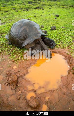 Westliche Santa Cruz Riesenschildkröte (Chelonoidis porteri) trinkt aus Pfütze, Santa Crus Island, Galapagos. Stockfoto