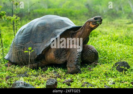 Westliche Santa Cruz Riesenschildkröte (Chelonoidis porteri) Santa Cruz Island, Galapagos Stockfoto