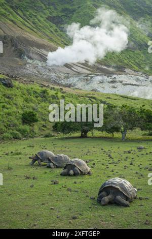 Alcedo Riesenschildkröte (Chelonoidis vandenburghi) Gruppe weidet im Grasland, Alcedo Vulkan, Isabela Island, Galapagos Stockfoto