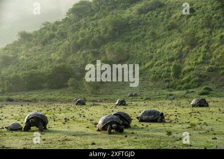 Alcedo Riesenschildkröte (Chelonoidis vandenburghi) Gruppe weidet im Grasland, Alcedo Vulkan, Isabela Island, Galapagos Stockfoto