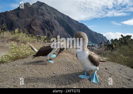 Blaufüßige Booby (Sula nebouxii), Paar in Balz an der Küste. Punta Vicente Roca, Isabela Island, Galapagos. Dezember 2016. Stockfoto