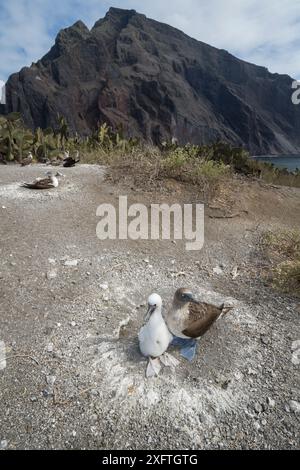 Blaufüßler (Sula nebouxii) mit Küken am Nest, an der Küste. Punta Vicente Roca, Isabela Island, Galapagos. Dezember 2016. Stockfoto