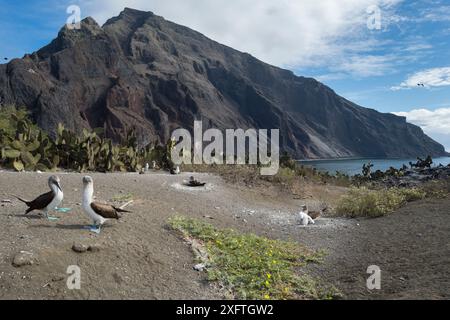 Blaufüßler (Sula nebouxii), Brutkolonie an der Küste. Punta Vicente Roca, Isabela Island, Galapagos. Dezember 2016. Stockfoto