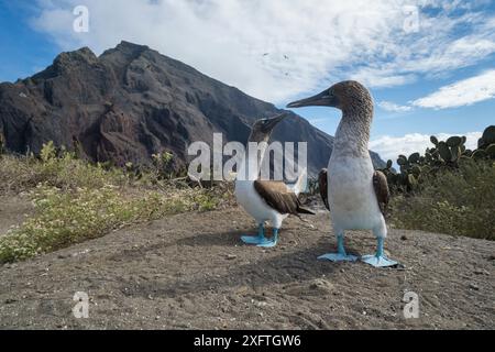 Blaufüßige Booby (Sula nebouxii), die an der Küste abgerechnet werden. Punta Vicente Roca, Isabela Island, Galapagos. Dezember 2016. Stockfoto