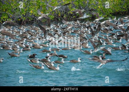 Blaufüßiger Booby (Sula nebouxii), viele schwimmen auf der Oberfläche, andere fliegen über dem Kopf. Itabaca Channel, Santa Cruz Island, Galapagos. Stockfoto