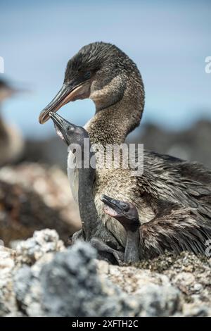 Flugloser Kormoran (Phalacrocorax harrisi), Elternteil und zwei Küken. Beagle-Krater, Isabela Island, Galapagos. Stockfoto