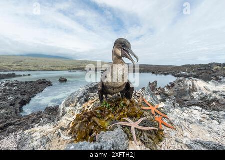 Flugloser Kormoran (Phalacrocorax harrisi) am Nest. Seesterne (Asteroidea) Nuptialgeschenke um das Nest herum. Punta Albemarle, Isabela Island, Galapagos. Juni 2017. Stockfoto