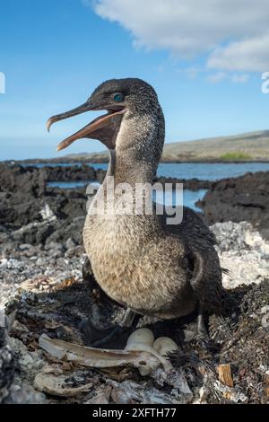 Flugunfähiger Kormoran (Phalacrocorax harrisi), Punta Albemarle, Isabela Island, Galapagos. Stockfoto