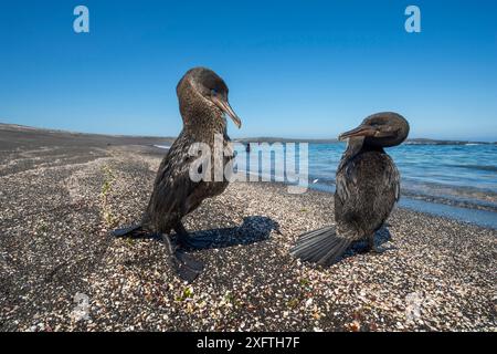 Flugloser Kormoran (Phalacrocorax harrisi), zwei am Strand. Cape Douglas, Fernandina Island, Galapagos. Stockfoto