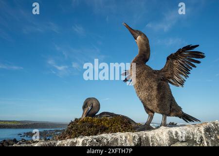 Flugloser Kormoran (Phalacrocorax harrisi), zwei auf Felsen. Vögel trocknen Flügel im Vordergrund, andere sitzen auf Nest im Hintergrund. Cape Douglas, Fernandina Island, Galapagos. Stockfoto