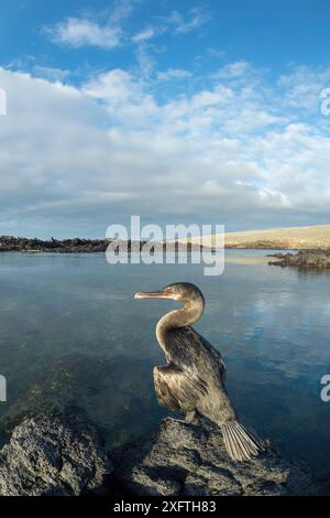 Flugloser Kormoran (Phalacrocorax harrisi) auf Fels, trocknende Flügel. Wolken spiegeln sich im Meer. Punta Albemarle, Isabela Island, Galapagos. Stockfoto