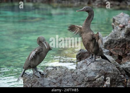 Flugunfähiger Kormoran (Phalacrocorax harrisi), zwei trocknende Flügel auf Fels. Clearwater Bay, Isabela Island, Galapagos. Stockfoto