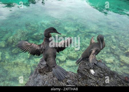Flugunfähiger Kormoran (Phalacrocorax harrisi), zwei trocknende Flügel auf Fels. Clearwater Bay, Isabela Island, Galapagos. Stockfoto
