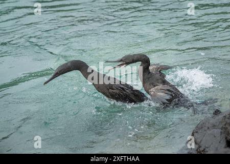 Flugunfähiger Kormoran (Phalacrocorax harrisi), zwei Jungtiere, die sich mit Nahrung auf die ankommenden Eltern treffen. Clearwater Bay, Isabela Island, Galapagos. Stockfoto