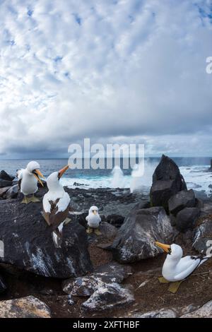 Nazca Booby (Sula granti), vier am felsigen Strand. Punta Suarez, Espanola Island, Galapagos. Oktober 2015. Stockfoto