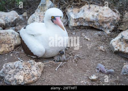 Nazca Booby (Sula granti), Erwachsener auf Nest mit Küken. Totes Mädchen auf eine Seite. Wolf Island, Galapagos. Stockfoto