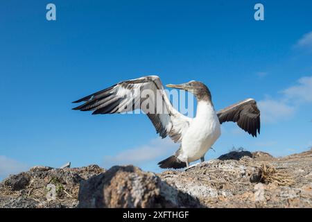 Nazca Booby (Sula granti) Jugendlicher stehend mit gespreizten Flügeln. Insel Genovesa, Galapagos. Stockfoto