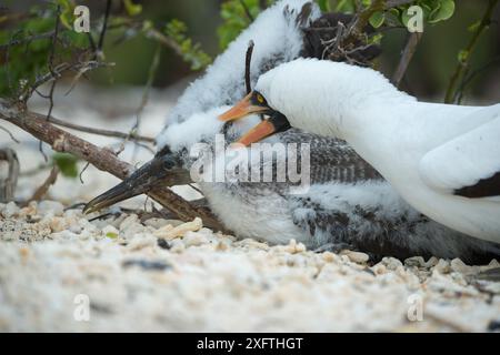 Nazca Booby (Sula granti), erwachsenes, angreifendes Küken. Insel Genovesa, Galapagos. Stockfoto