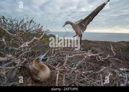 Rotfußbooby (Sula sula), Paar am Nest in einem Baum mit Blick auf die Küste. Vogel auf dem Nest, während andere mit Nestmaterial landen. Insel Genovesa, Galapagos. Stockfoto