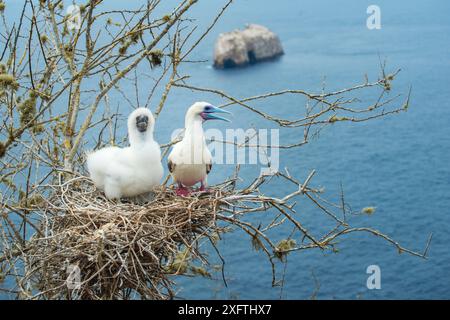 Rotfuß-Booby (Sula sula), Erwachsener und Küken auf Nest in Baum mit Blick auf das Meer. Gardner Islet, Floreana Island, Galapagos. Stockfoto