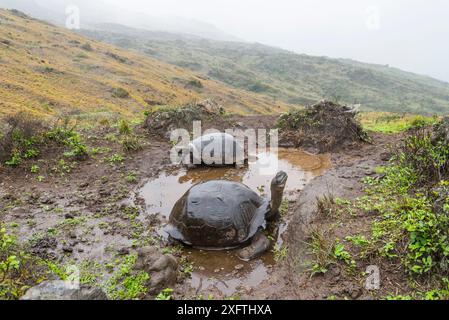 Cerro Azul Riesenschildkröte (Chelonoidis vicina) Cerro Azul, Isabela Island, Galapagos. Stockfoto