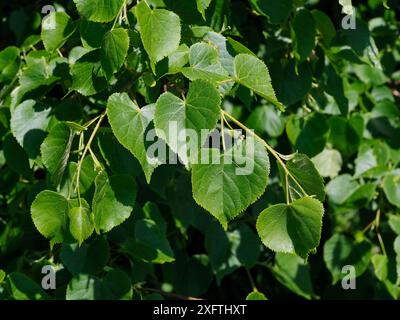 Kleine Laubkalke / Stachelbaum (Tilia cordata) Nahaufnahme der Blätter, antike Waldindikatorarten, Suffolk, England, Großbritannien, Mai Stockfoto