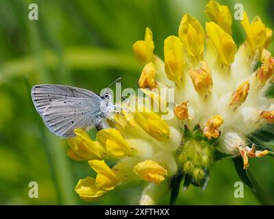 Kleiner blauer Schmetterling (Cupido minimus) Weibchen legt Eier zwischen Blüten der Niere Vetch (Anthyllis Vulneraria), Hertfordshire, England, Großbritannien, Mai Stockfoto