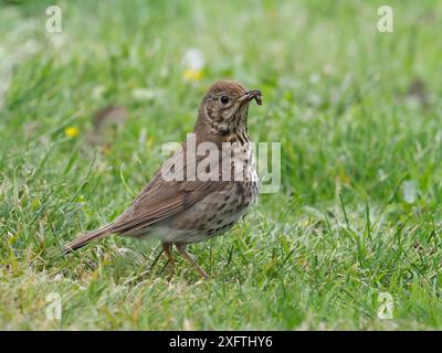 Song-Thrush (Turdus philomelos), Erwachsener mit Nahrung, Upper Teesdale, Co Durham, England, Vereinigtes Königreich, Juni Stockfoto