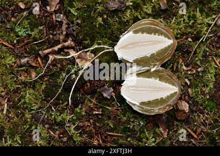 Stinkhornpilz (Phallus impudicus) ausgegrabenes Ei, manchmal auch als Hexenei in zwei Hälften bekannt, Buckinghamshire, England, Großbritannien, September Stockfoto