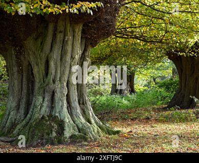 Hainbuchenbäume (Carpinus betulus) alte Pollarden, Hatfield Forest, Essex, England, Vereinigtes Königreich, Oktober Stockfoto