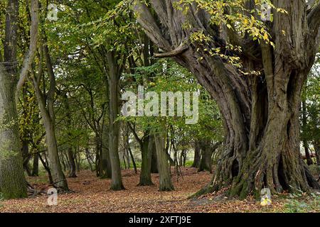 Hainbuchenbäume (Carpinus betulus) riesige alte Pollenbäume, die im Wald wachsen, Hatfield Forest, Essex, England, Vereinigtes Königreich, Oktober Stockfoto