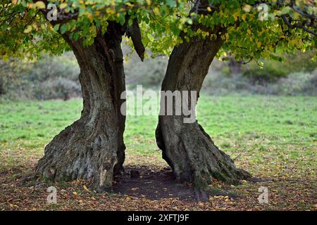 Hainbuchenbaum (Carpinus betulus) alter poller mit geteiltem Stamm, Hatfield Forest, Essex, England, Vereinigtes Königreich, Oktober Stockfoto