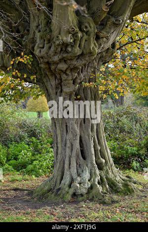 Hainbuchenbaum (Carpinus betulus) alter poller mit knarligem Stamm, Hatfield Forest, Essex, England, Vereinigtes Königreich, Oktober Stockfoto