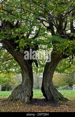 Hainbuchenbaum (Carpinus betulus) alter poller mit geteiltem Stamm, Hatfield Forest, Essex, England, Vereinigtes Königreich, Oktober Stockfoto