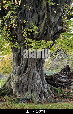 Hainbuchenbaum (Carpinus betulus) alter poller mit knarligem Stamm, Hatfield Forest, Essex, England, Vereinigtes Königreich, Oktober Stockfoto