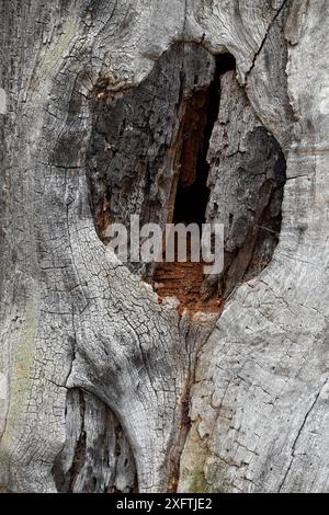 Englische Eiche (Quercus robur) in totem Stamm gesplittert mit rotem Totholz im Stamm Dies ist ein sehr wichtiger Lebensraum für antike Bäume für saproxylische Insekten, London, England, Großbritannien, November Stockfoto