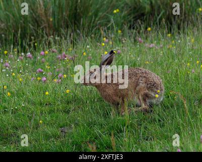 Braunhase (Lepus europaeus) Fütterung in Hochland-Heuwiese, Upper Teesdale, Co Durham, England, Vereinigtes Königreich, Juni Stockfoto