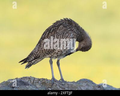 Curlew (Numenius arquata) auf der Trockenmauer, Upper Teesdale, Co Durham, England, Vereinigtes Königreich, Juni Stockfoto