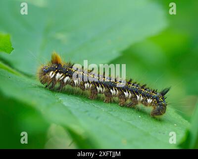Trinkermotten (Euthrix potatoria) Larven auf Bramble Leaf, Suffolk, England, UK, Mai - Focus Stacked Image Stockfoto