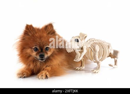 Junge pomeranian vor weißem Hintergrund Stockfoto
