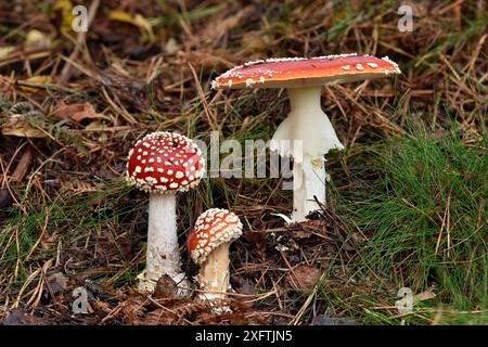 Fliegenpilz (Amanita muscaria) Gruppe von drei Pilzen mit unterschiedlichen Wachstumsstadien, Bedfordshire, England, Großbritannien, Oktober - Fokus Stacked Image Stockfoto