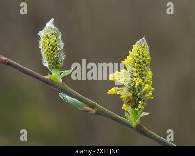 Graue Weide (Salix cinerea) Nahaufnahme männlicher Blüten, Hertfordshire, England, UK, April, Fokus Gestapelt Stockfoto