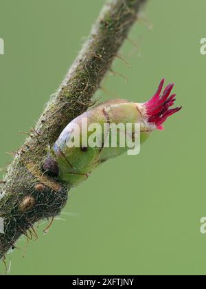 Hasel (Corylus avellana) Nahaufnahme der weiblichen Blume, Hertfordshire, England, Vereinigtes Königreich, Februar, Fokus Gestapelt Stockfoto