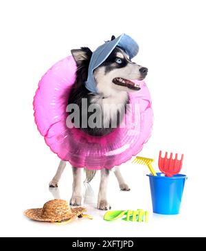 Bild eines Pomhimmels vor weißem Hintergrund Stockfoto