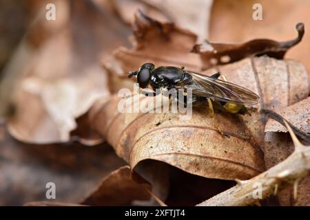 Hoverfly (Xylota sylvarum) ruht auf totem Blatt, Bedfordshire, England, Großbritannien, Juni Stockfoto
